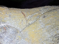 Candelaria pacifica