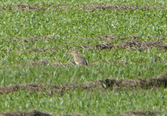 Anthus australis