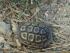 Homopus areolatus