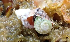 Phycothais reticulata