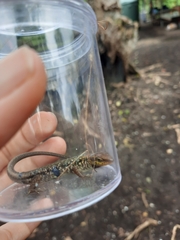 Mys' Rainbow Skink photo 5
