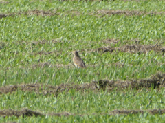 Anthus australis