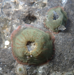 Anthopleura mariae