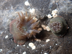 Anthopleura mariae