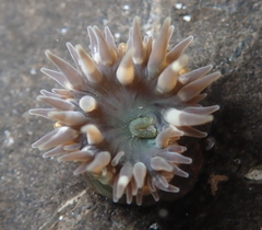 Anthopleura mariae