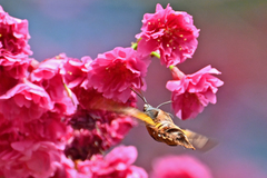 Macroglossum passalus