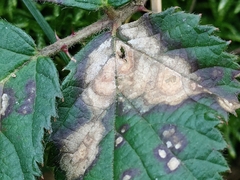 Phragmidium violaceum