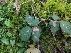 Rubus