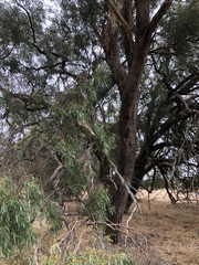 Eucalyptus odorata