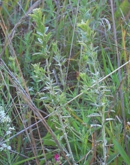 Lespedeza capitata
