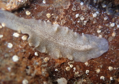 Enchiridium punctatum
