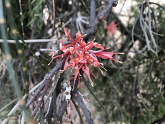 Amyema linophylla