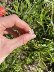 Spergula arvensis