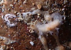 Tritonicula myrakeenae