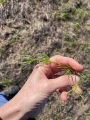 Spergula arvensis