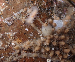 Tritonicula myrakeenae