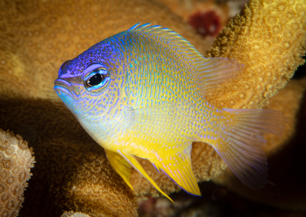 Blue-Peppered Damsel