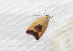 Ageletha hemiteles