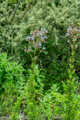 Salvia chamelaeagnea