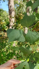 Erythrina vespertilio