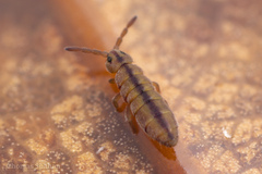 Isotominae