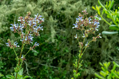 Salvia chamelaeagnea