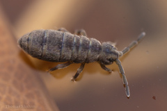 Isotominae