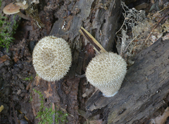 Lycoperdon caudatum