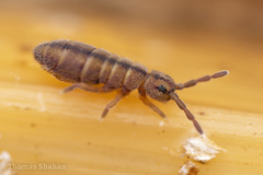 Isotominae