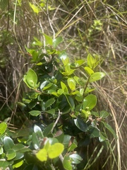 Apodytes dimidiata dimidiata