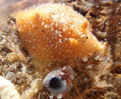 Thordisa bimaculata