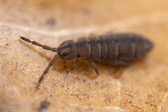 Isotominae