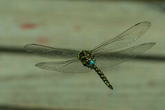 Zosteraeschna minuscula