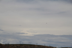 Anax parthenope parthenope