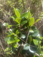 Apodytes dimidiata dimidiata