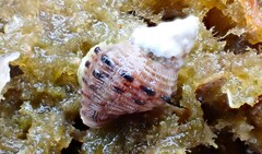 Phycothais reticulata