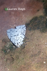 Alpenus