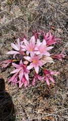 Ammocharis longifolia