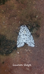 Alpenus