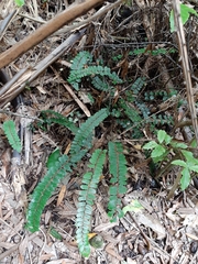 Pellaea rotundifolia