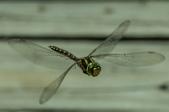 Zosteraeschna minuscula