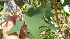 Erythrina vespertilio