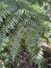 Gymnosphaera podophylla