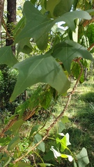 Erythrina vespertilio