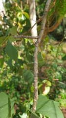 Erythrina vespertilio