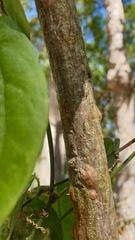 Erythrina vespertilio