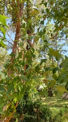 Erythrina vespertilio