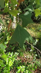Erythrina vespertilio