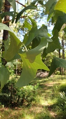 Erythrina vespertilio