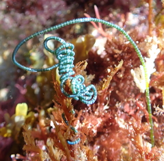 Chaetomorpha spiralis